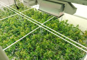 Compliant and Comprehensive Cannabis Live Video Surveillance Services